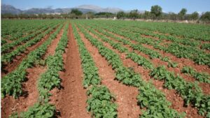 campo agricultura