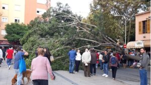 arbol caido pere garau