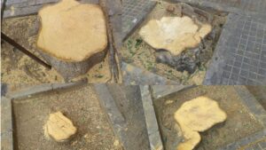 arboles talados pere garau