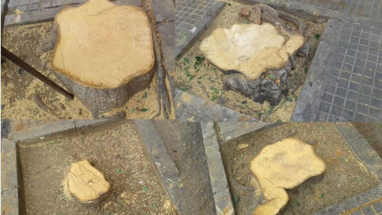 arboles talados pere garau