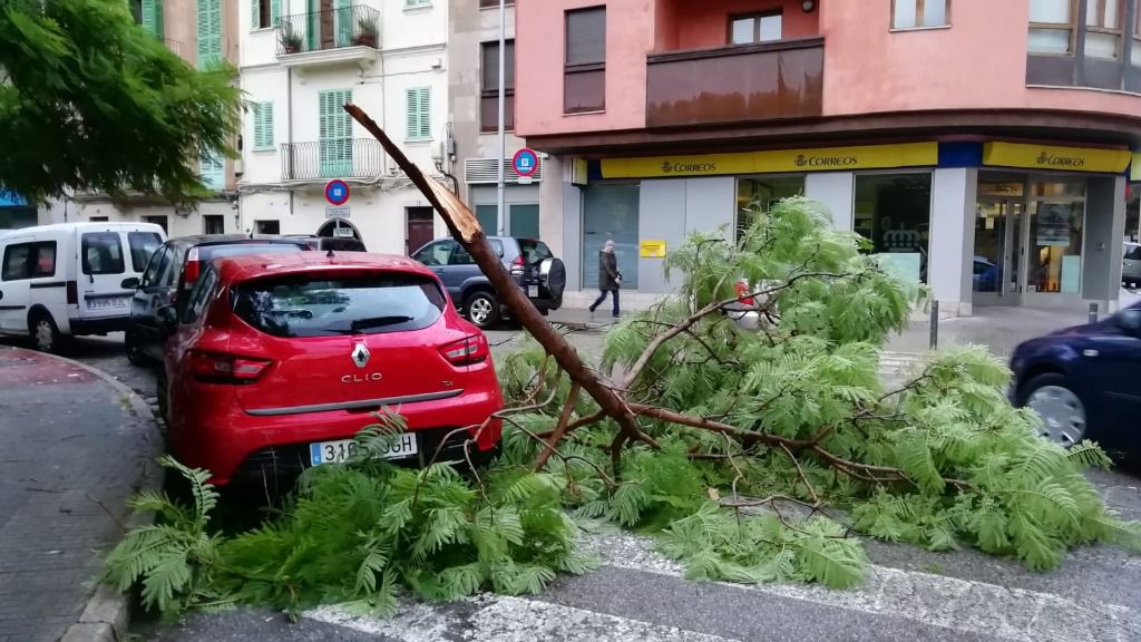 Rama caída sobre un vehículo en la Plaza Progreso de Palma esta madrugada