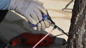 endoterapia procesionaria