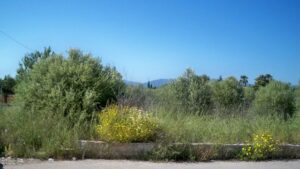 Se iniciaron batidas por terrenos del t&eacute;rmino municipal de Sencelles