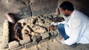 Un arque&oacute;logo limpia momias de animales halladas en Saqqara, Egipto