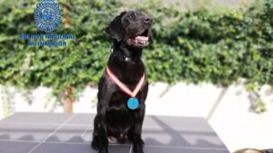 Doky, perro de la policia nacional