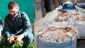 El teniente del Seprona sujeta una de las 1.100 tortugas incautadas en un criadero ilegal de Llucmajor. A la derecha, restos de obra