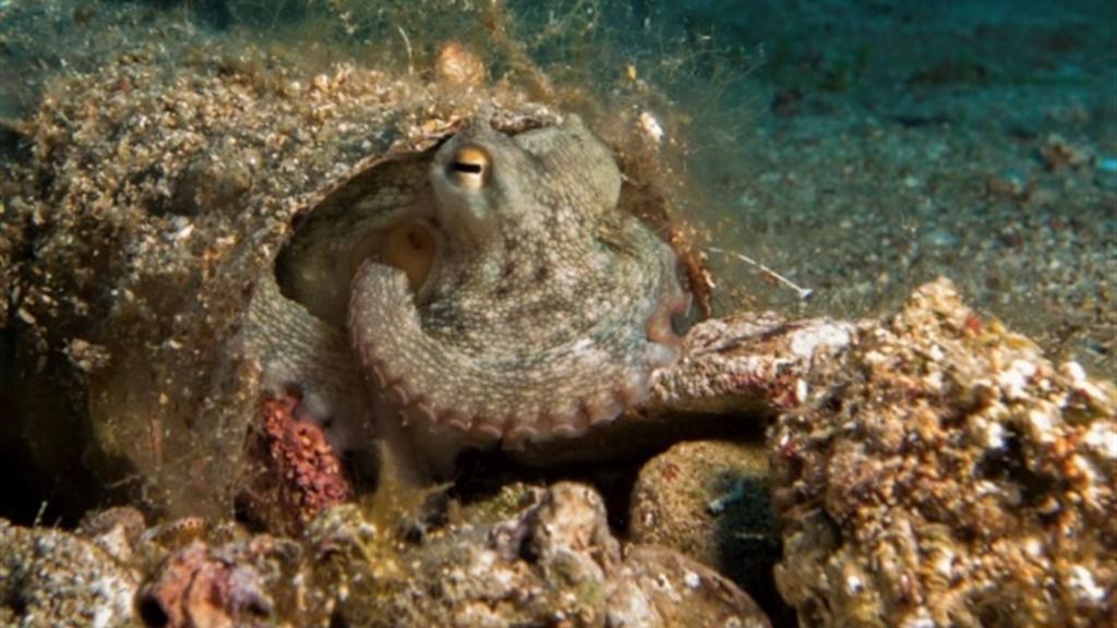 pulpo