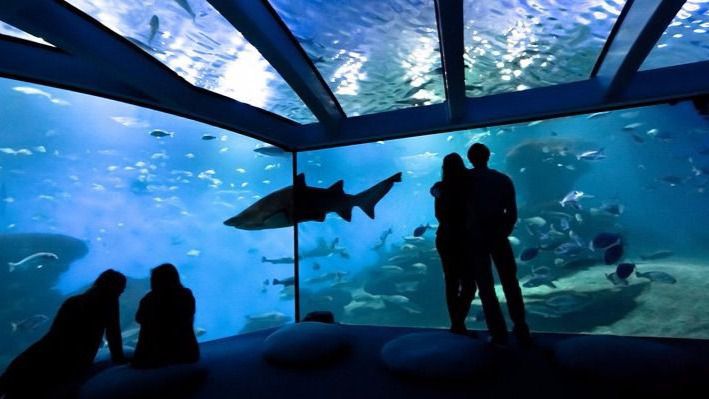 palma aquarium