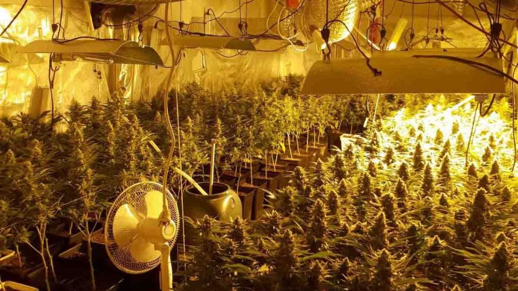 marihuana en casa