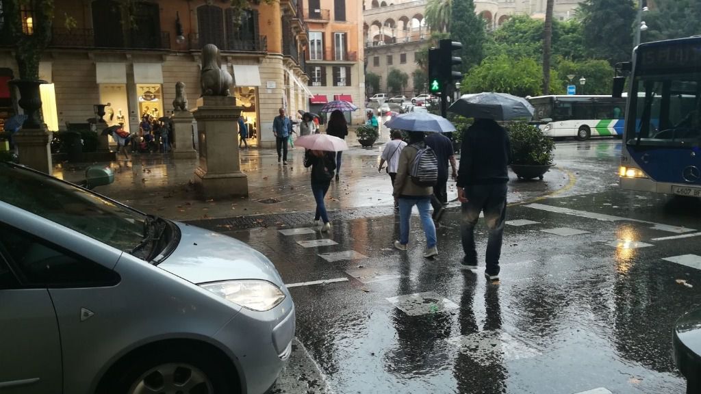 lluvia, palma