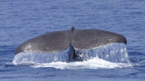 Cachalote