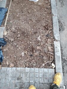 www.mallorcadiario.com_galerias-noticias_galerias_527935_rbolesperegarau_4_
