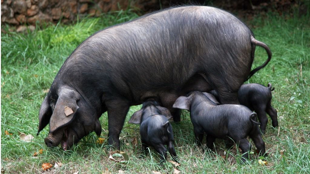 cerdo negro