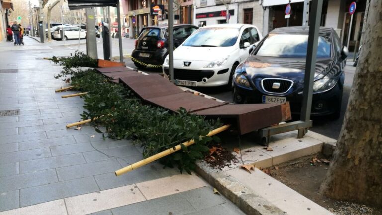 viento palma