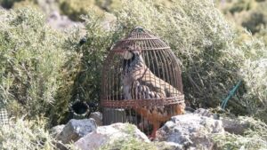 caza perdiz con reclamo