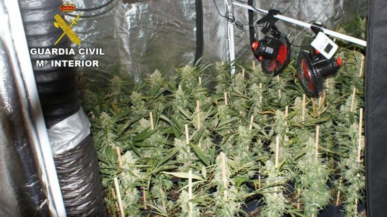 marihuana Pollen&ccedil;a