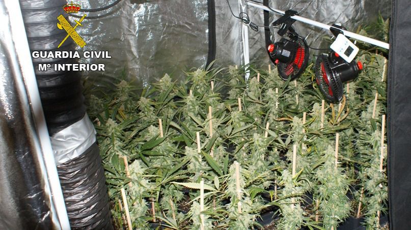 marihuana Pollença