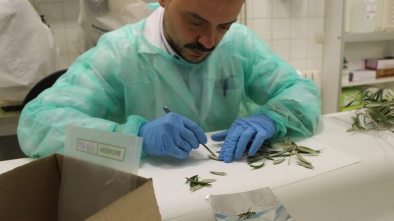 Xylella fastidiosa