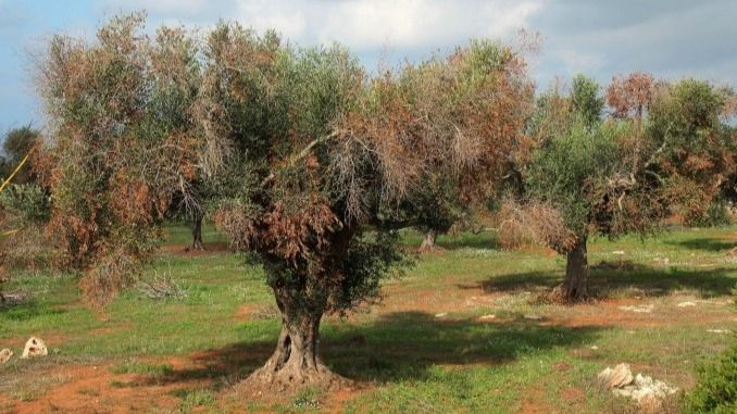 Xylella