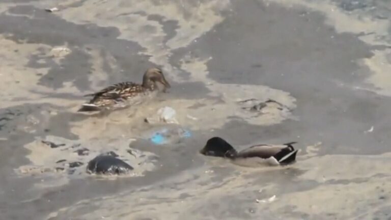 plasticos en el mar