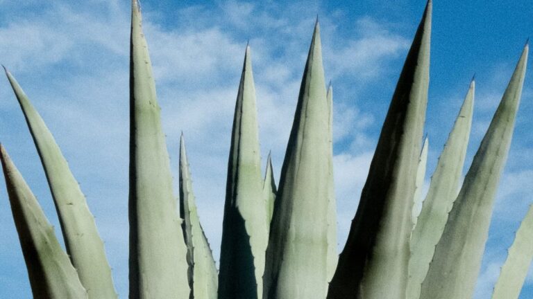 aloe vera