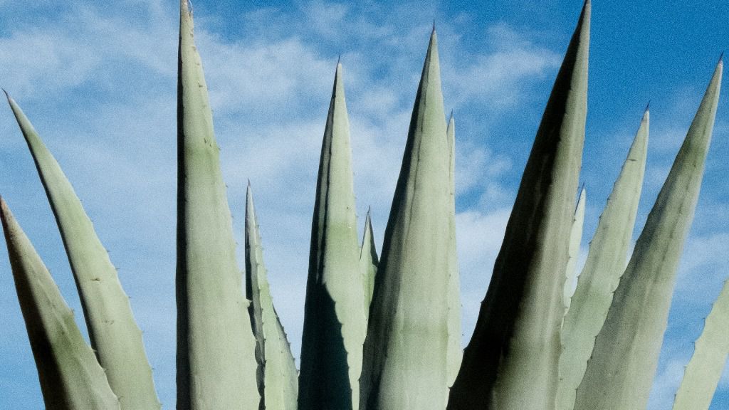 aloe vera