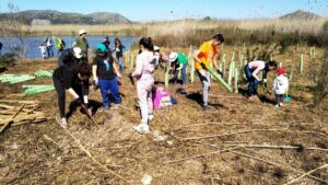 Voluntarios del Gob plantan 90 &aacute;rboles en la Albufera