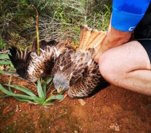 milano herido y mutilado