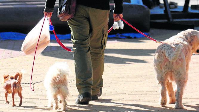HOMBRE CON PERROS