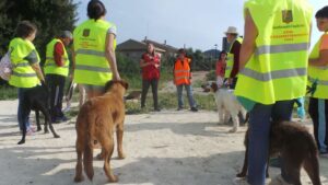 perros adiestramiento canino