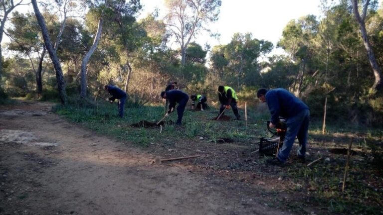 reforestación 1.550 árboles bosc de Bellver