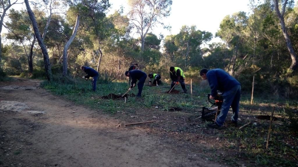 reforestación 1.550 árboles bosc de Bellver