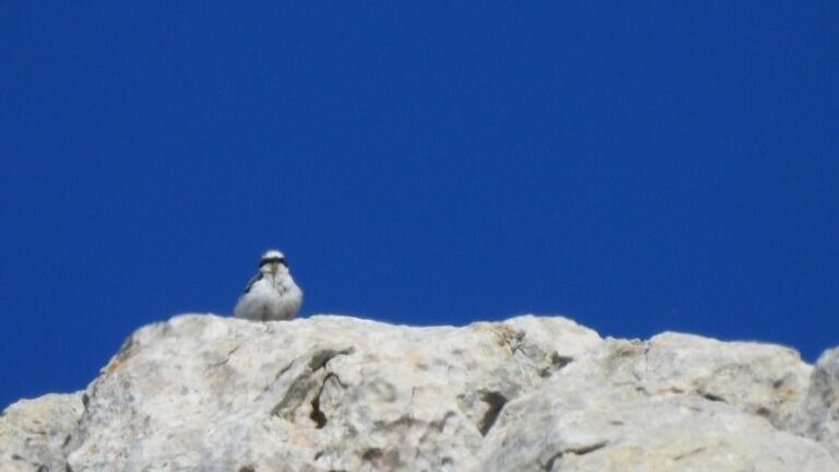 aves ZEPAS Tramuntana