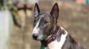 perro Bull Terrier