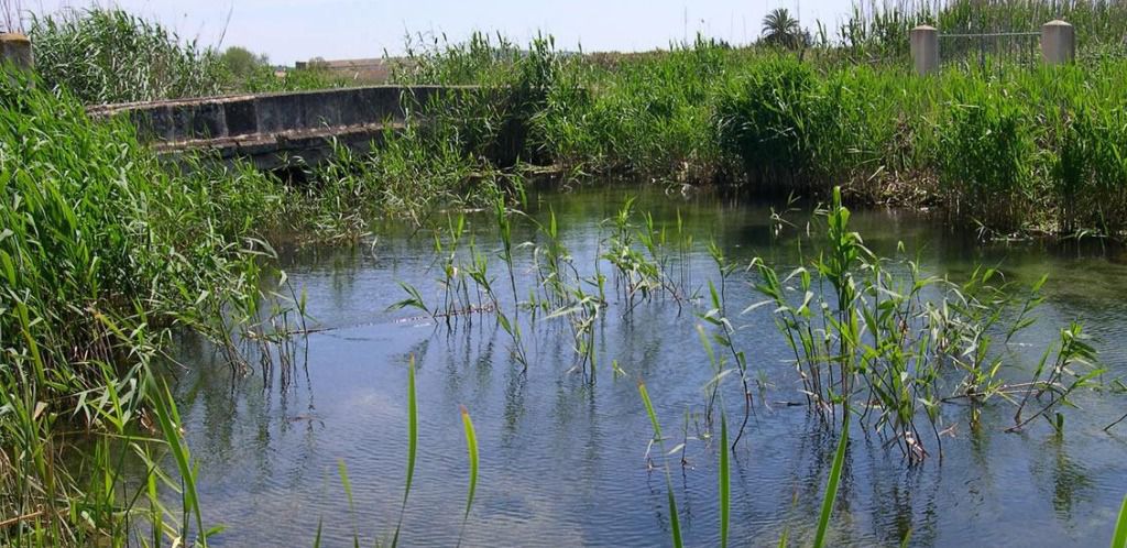 s albufera
