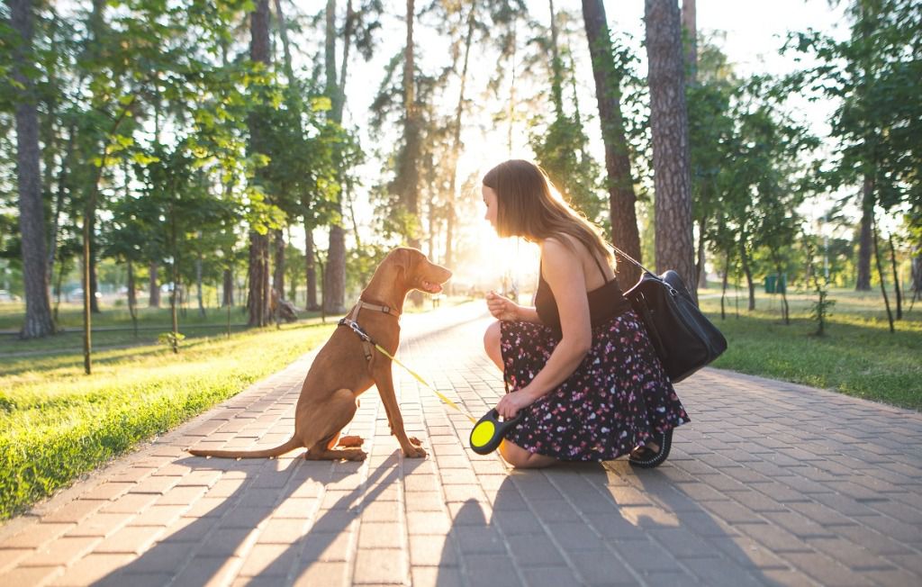 caminata perros