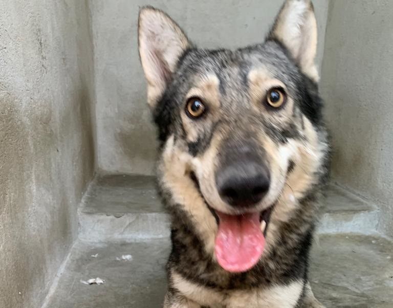 perro lobo