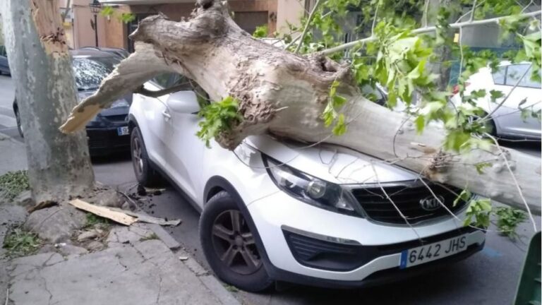 Foto: Policía Local de Sóller