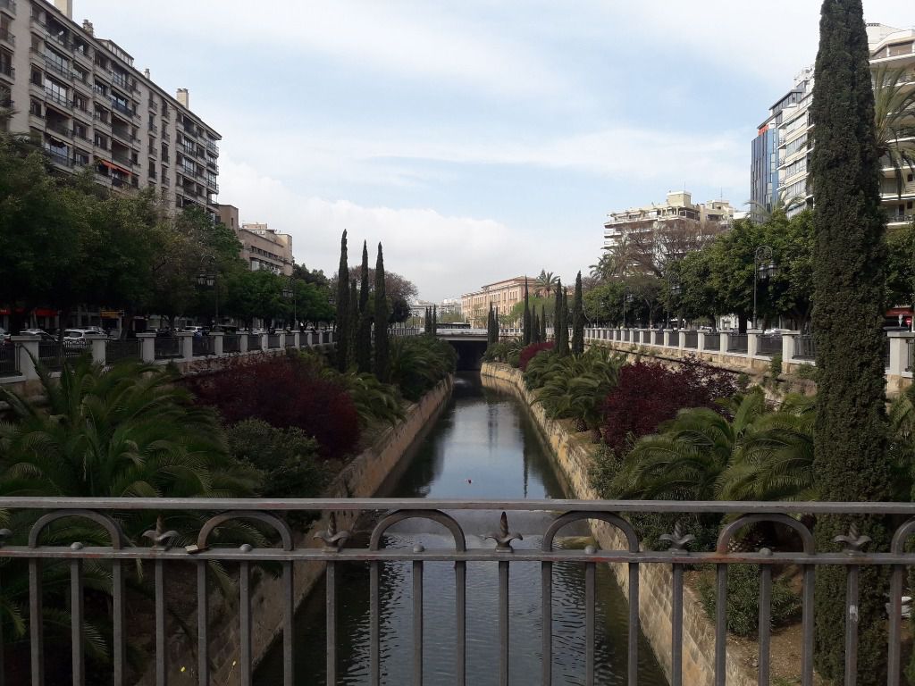 Palma cielo
