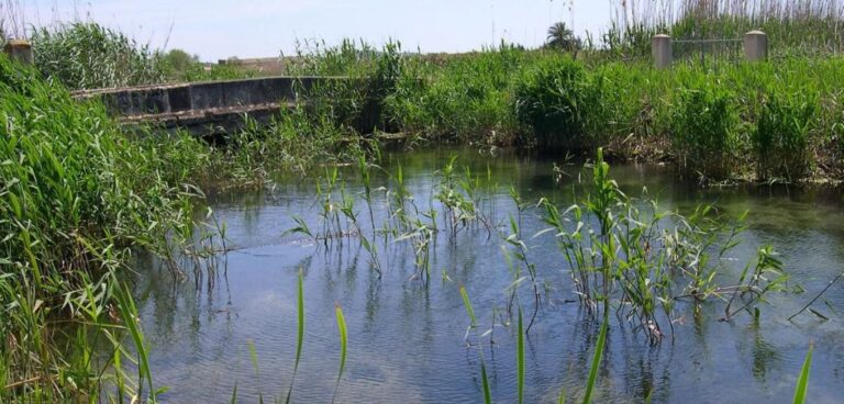 s albufera