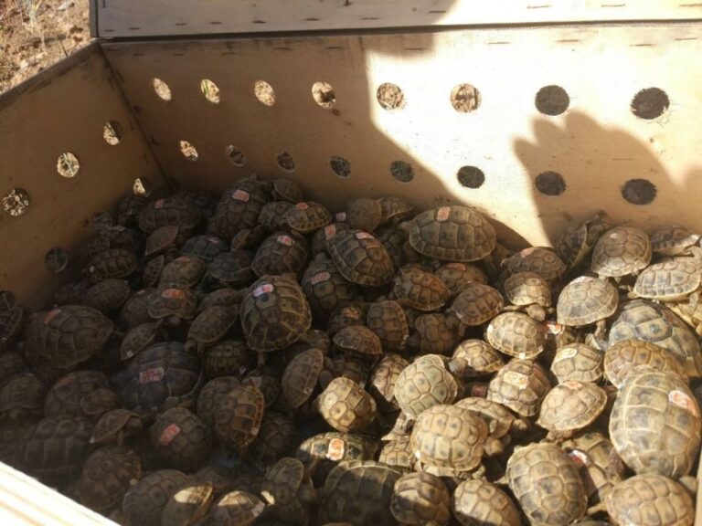 tortugas