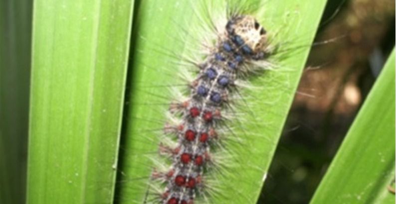 lagarta peluda