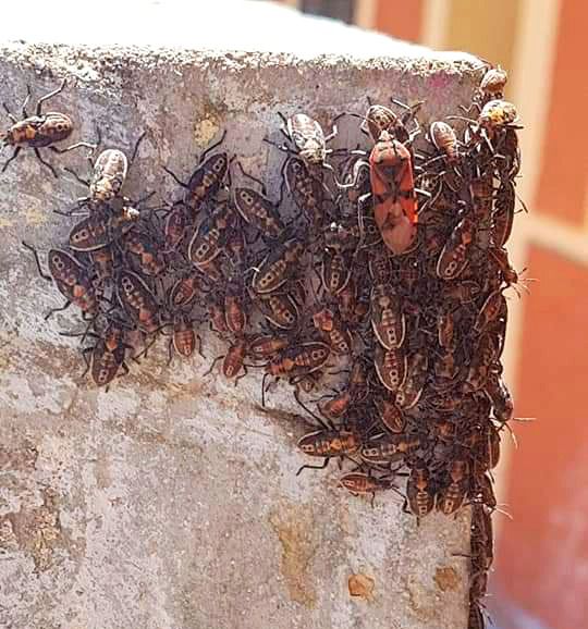 cucarachas