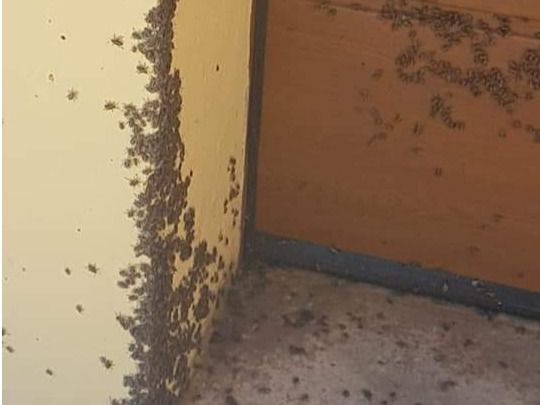 cucarachas insectos