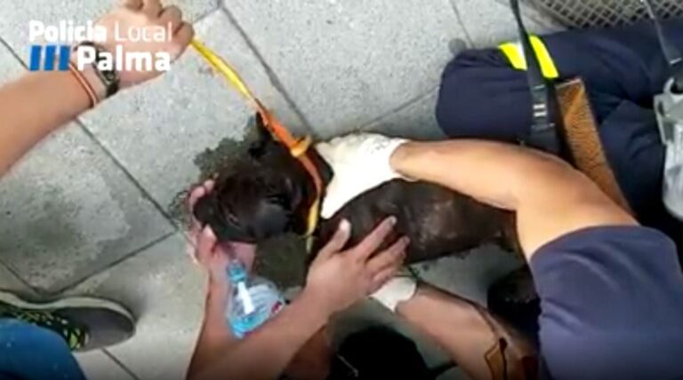 rescate perro