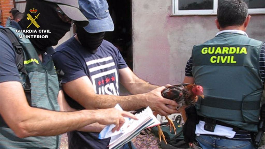 pelea gallo