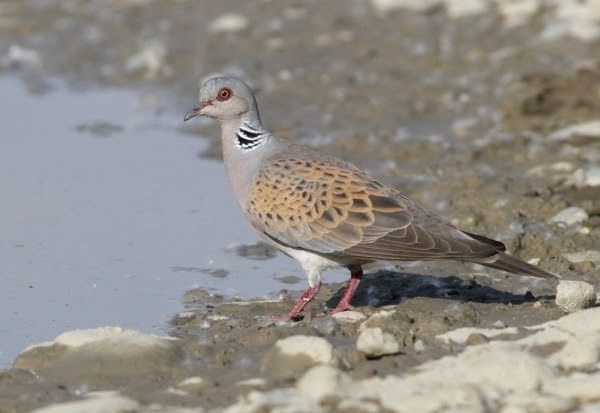 tortola europea
