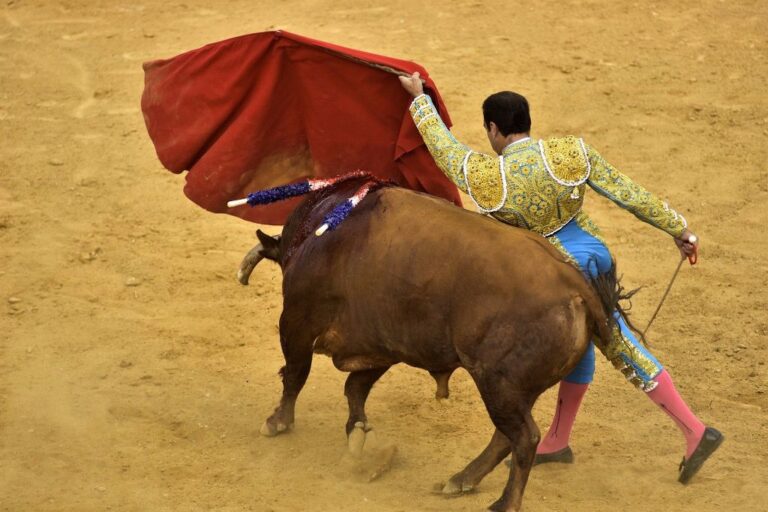 toros tauromaquia