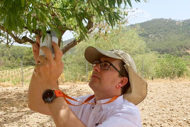 Xylella fastidiosa