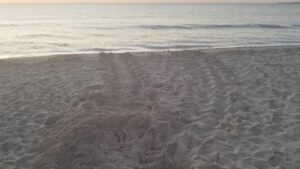 La playa de Ses Salines, en Ibiza, donde la tortuga ha desovado 102 huevos.